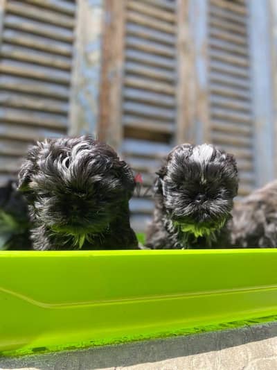 shi tzu puppies
