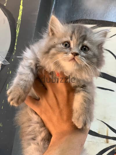 best Persian kittens for sale