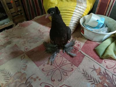 شقلباظ و ارباش