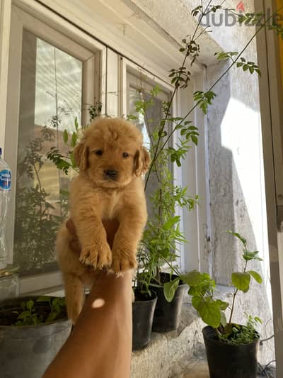 جولدن golden retriever