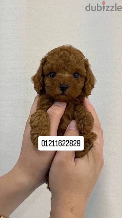 toy poodle puppies