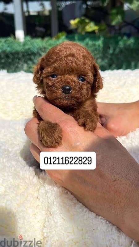 toy poodle puppies 1