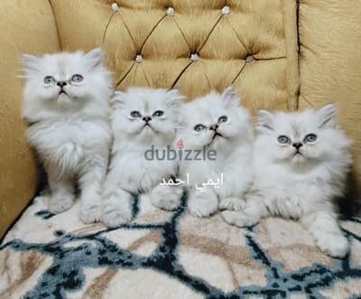 دباديب هملايا بلو شعر كثيف واطراف قصيره