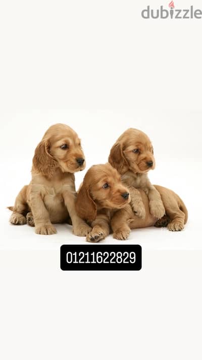 cocker spaniel puppies كوكر