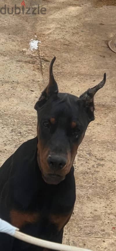 Doberman top quality and high blood line 3 months - دوبرمان مستوى قوي