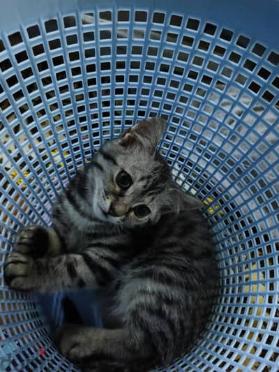 Egyptian mau for sale
