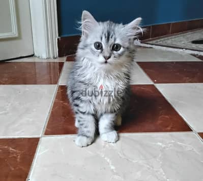 kitten for sale