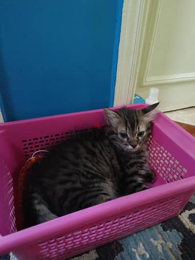 kitten for sale