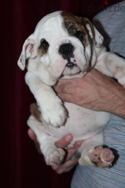 English Bulldog