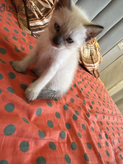 Siamese cat 3 months and 10 days