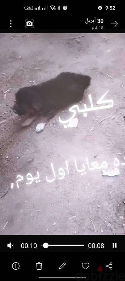 قلب رائع بدون اوراق وينفع جدا للحراسه
