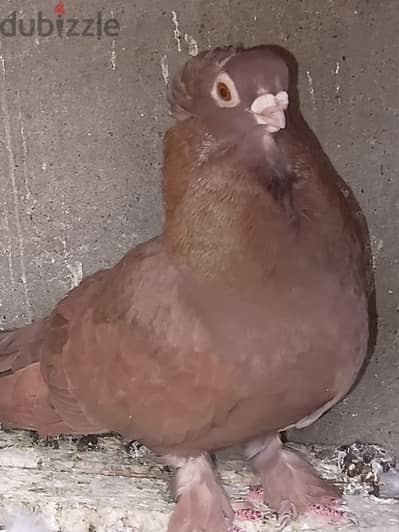 حمر كشك