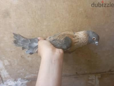 دكرين اطيفه و بلدى