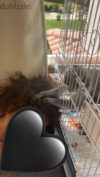 ليزا انثي نسناس للبيع بالقفص و الليش لعدم التفرغ عمرها ٤ شهور تقريباً
