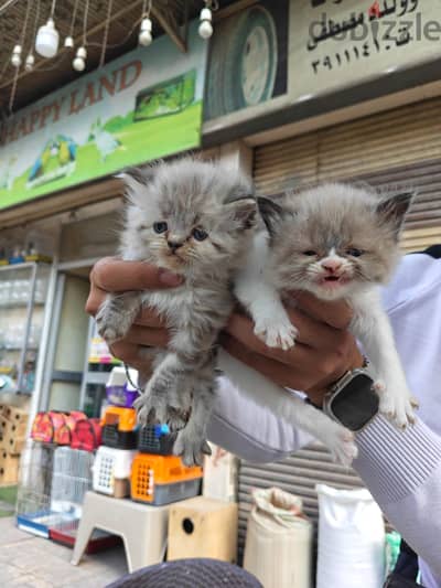ولد وبنت شيرازي هملايا شوكلت