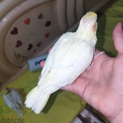 زغلولين كوكتيل لاتينى عين حمرا للتأكيل اليدوى والتدريب عمرهم 25و23