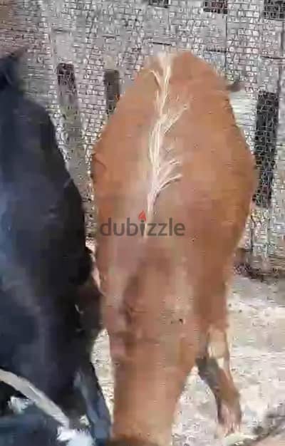 معيز لبانى