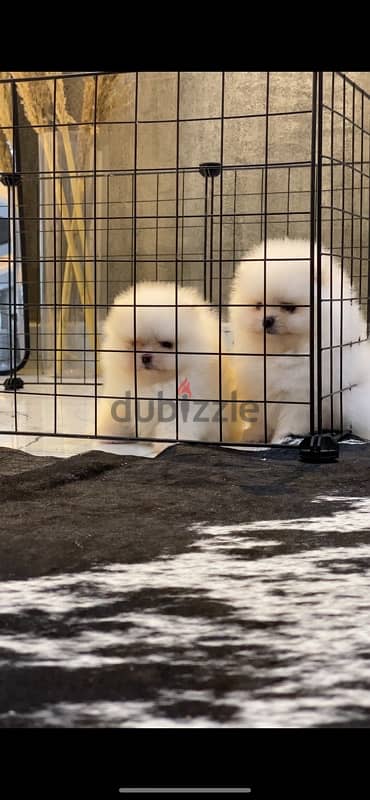 pomeranian puppies