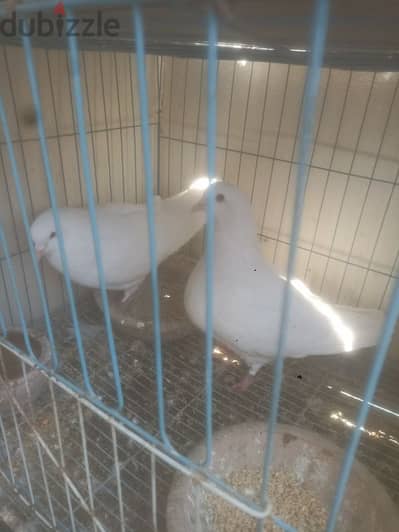 مدينة العبور محطط حليم
