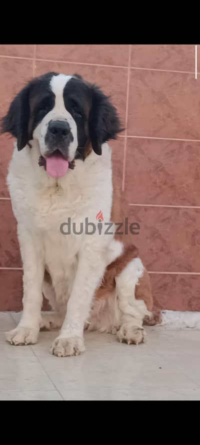 saint Bernard سانت برنارد