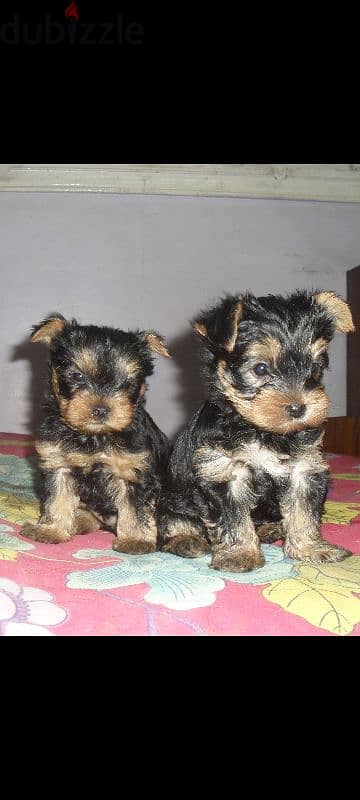 the fluffiest yorkshire yorkie female puppy you ll ever own
