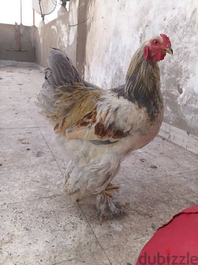 ديكين براهما