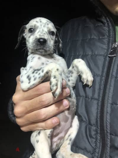 The best dalmatian puppies