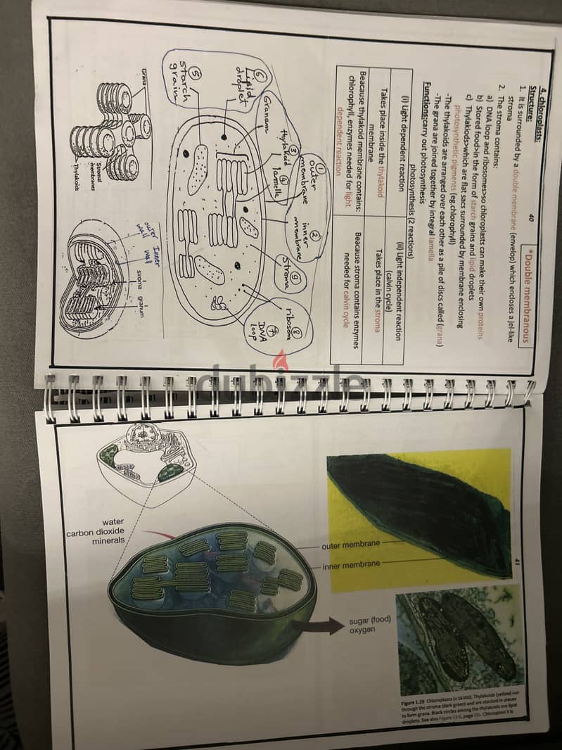 AS level Biology Study Notes 1