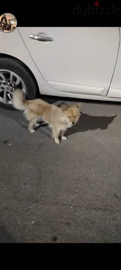 كلبة ميكس بريد