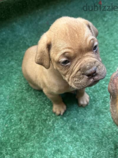 Mastiff french female