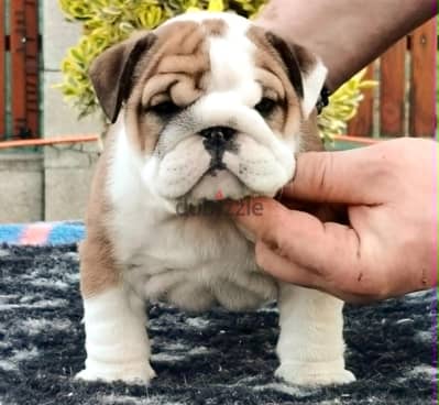 male English bulldog 60 days for RESERVATION