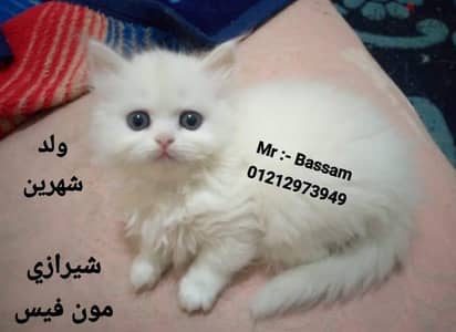قطط (عرض لمدة ٢٤ ساعة)