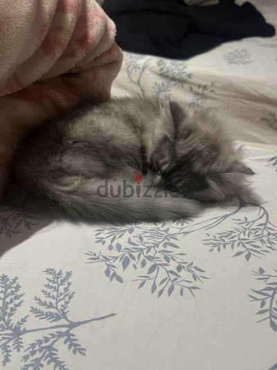 cat for adoption
