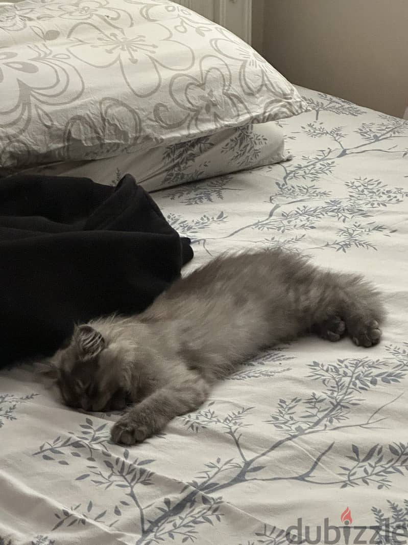 cat for adoption 1