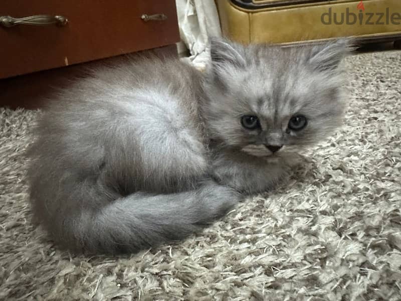 cat for adoption 2