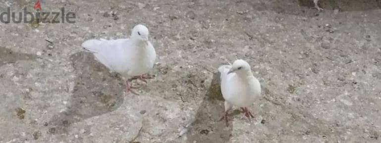 فرصه من النهايه
