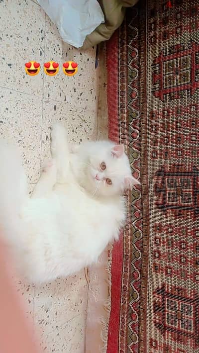قطه للجواز