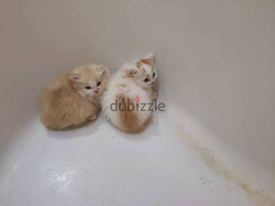 كومباوند بجوار هايبر وان طريق مصر اسكندريه تابع للشيخ زايد 01093577488
