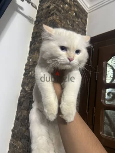 قط ابيض جميل