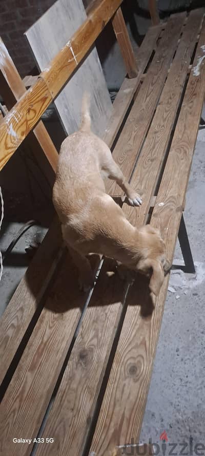 golden retriever للتبني