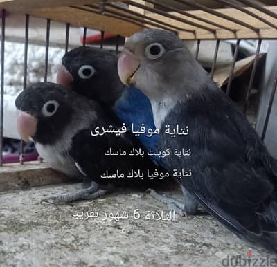 فيشر ورزو الوان مميزة