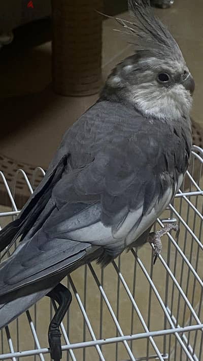 بيع طير