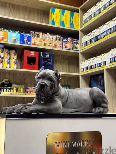 canecorso male puppy