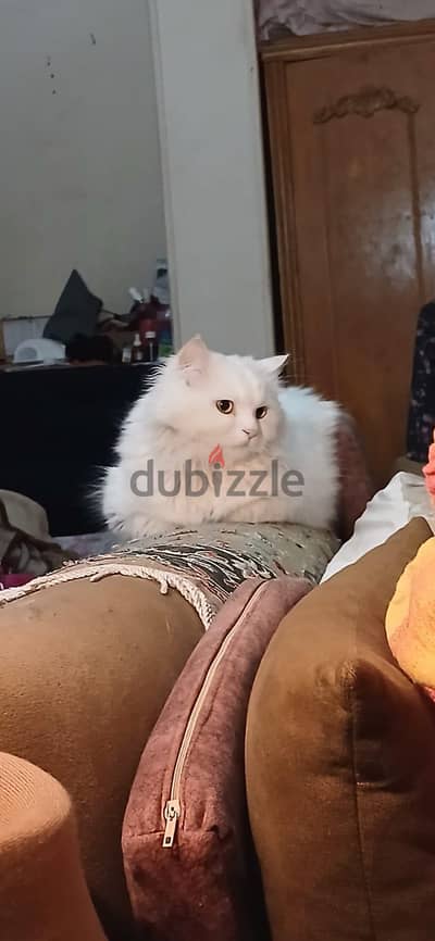 بالو قط ذكر متعقم