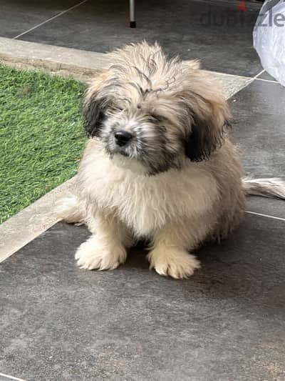 Shih Tzu puppy 60 days Playful and lovely