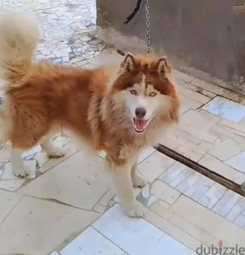 النوباريه الجديده 1