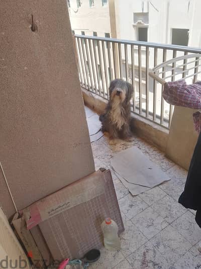 ذكر ارمنت اصيل للزواج فقط وليس للبيع