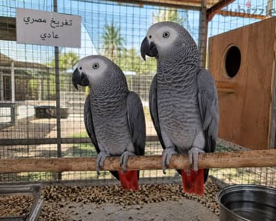 قص زنجبارى تفريخ اسر