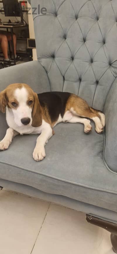 Male beagle