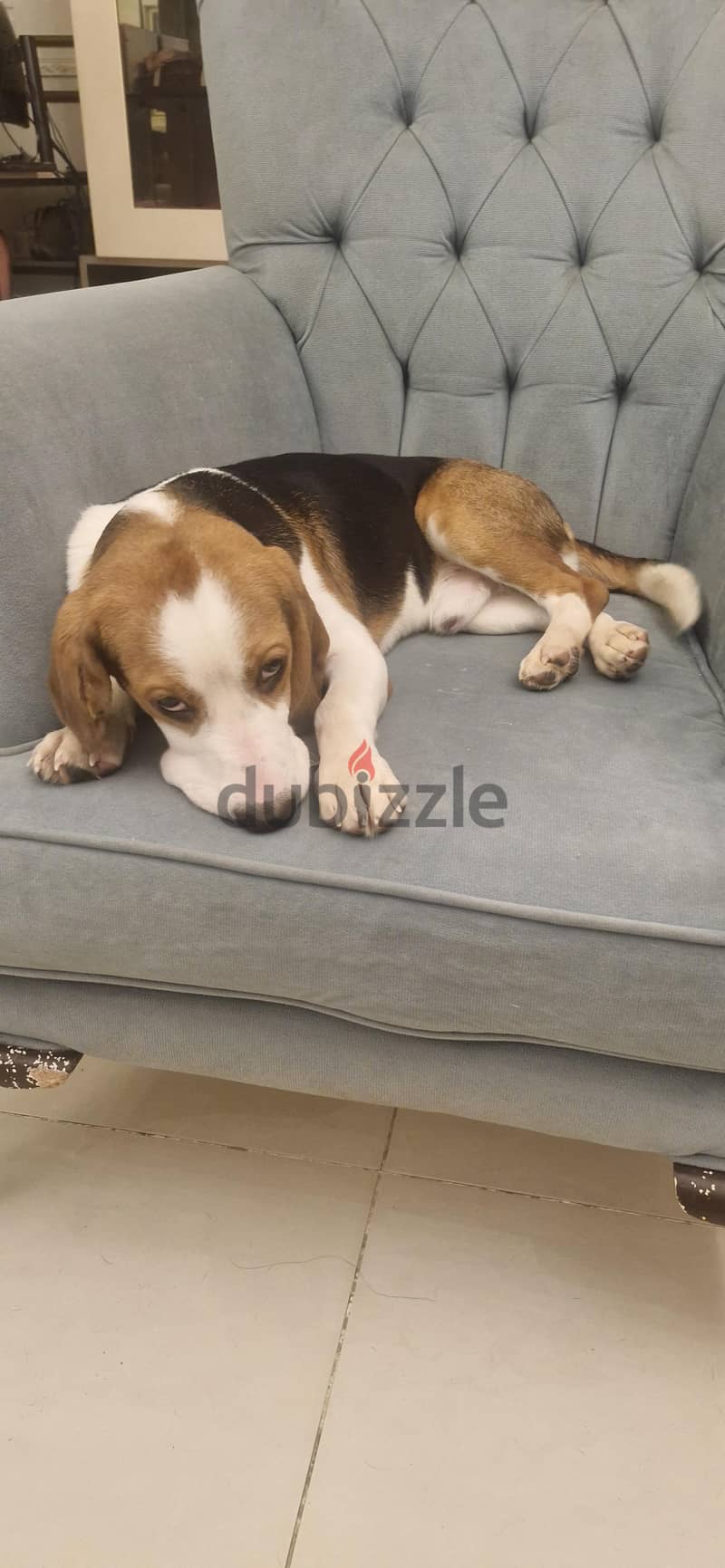 Male beagle 1